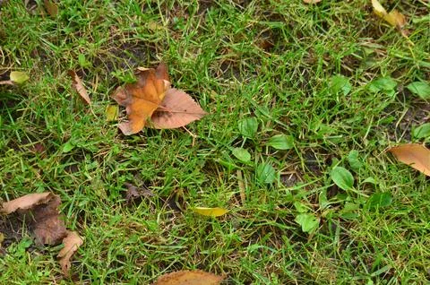 A leaf is laying on the ground next to a patch of grass. Stock Photos