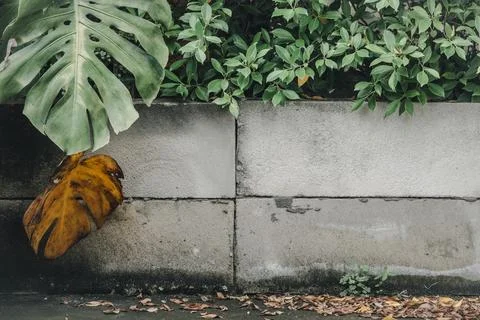 A leaf is laying on the ground next to a wall Stock-Fotos