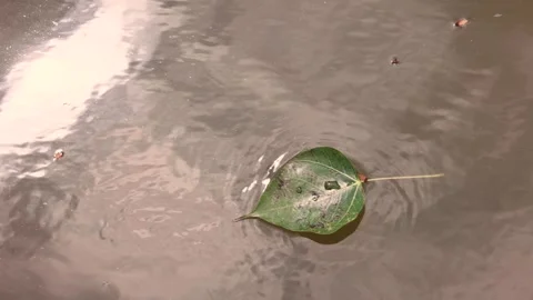 Leaf laying in a small stream Stock Footage 289205626