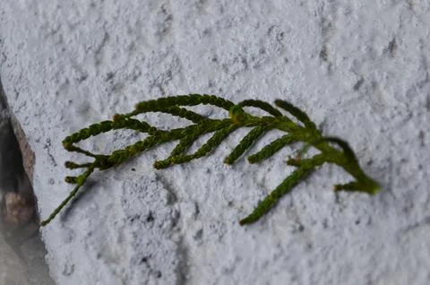 A leaf is laying on a white surface.  Stock Photos