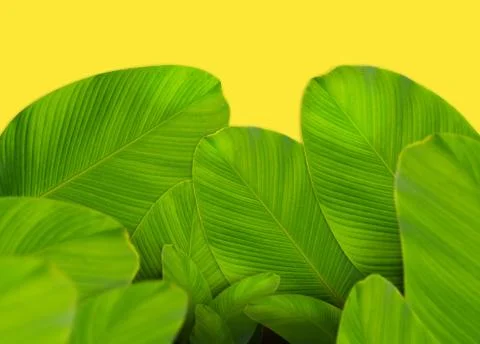 Leaf layout with copyspace made of tropical leaves Stock Photos