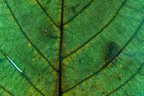 Leaf leaf texture macro Stock Photos