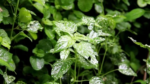 Leaf Leaves Stock Footage 79255218