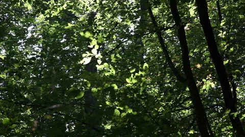 Leaf leaves forest trees background56456 스톡 동영상 1069558