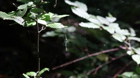 Leaf leaves spider web forest timelapse background3 動画素材 1069563