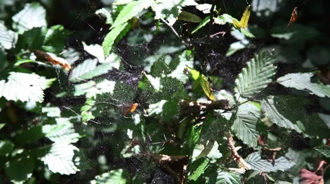 Leaf leaves spider web forest timelapse background2 스톡 동영상 1069569