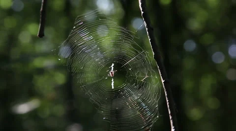 Leaf leaves spider web forest trees background156684 스톡 동영상 1069573