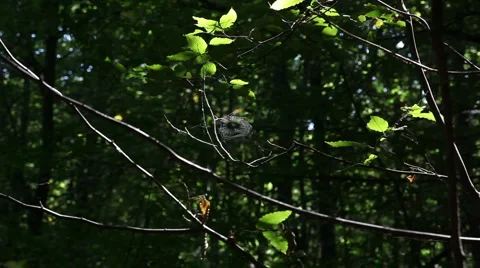 Leaf leaves spider web forest trees background2135 動画素材 1069577
