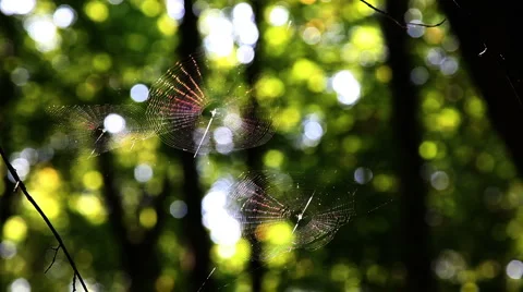 Leaf leaves spider web forest trees background217156 스톡 동영상 1069581