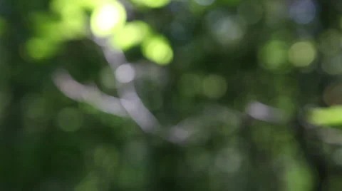 Leaf leaves spider web forest trees background4611 動画素材 1069583