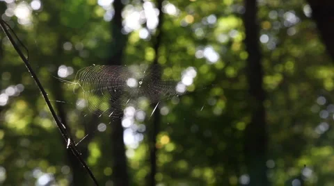 Leaf leaves spider web forest trees background7135654 動画素材 1069588