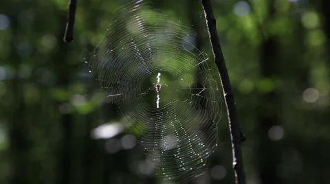 Leaf leaves spider web forest trees background81321556 스톡 동영상 1069594