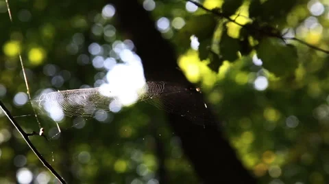 Leaf leaves spider web forest trees background8941231 스톡 동영상 1069596
