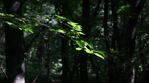 Leaf leaves timelapse forest trees background35 스톡 동영상 1069599