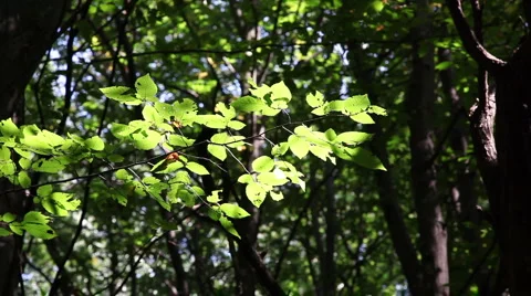 Leaf leaves timelapse forest trees branch background21 스톡 동영상 1069601