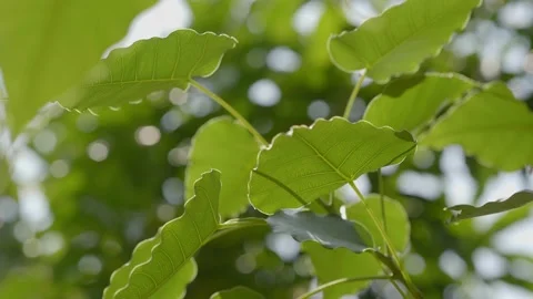 Leaf Leaves Tree Waving in Subtle Winds in slow motion Stock Footage 213184739