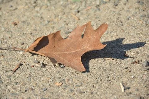Leaf Left Alone Stock Photos