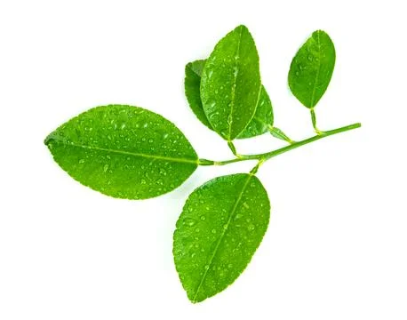 Leaf lemon with drop of water isolated on white background ,Green leaves pa.. Stock Photos