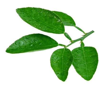 Leaf lemon with drop of water isolated on white background ,Green leaves pa.. Stock Photos