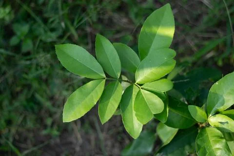 This is the leaf of a lemon tree. Lemon leaves are used to make sherbet Stock Photos