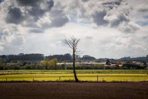 Leaf less tree in the fields Stockfoto's