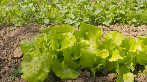 Leaf lettuce on a bed in the garden Stock Footage 63498267