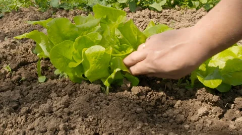 Leaf lettuce on a bed in the garden Stock Footage 63498638