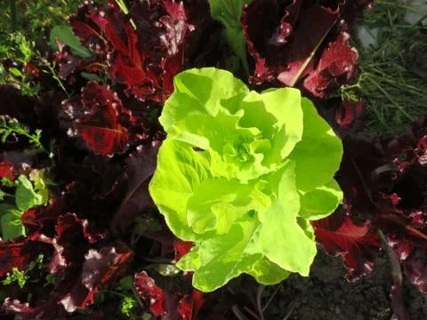 Leaf lettuce in the garden Stock Photos