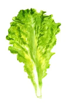 Leaf of lettuce Stock Illustration