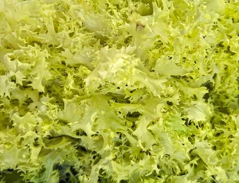 Leaf lettuce with intricate texture displaying vibrant green color in a nat.. Stockfoto's