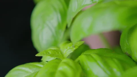 Leaf lettuce macro shooting, Green. Stock Footage 131322101