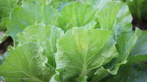 Leaf of  lettuce movement 動画素材 35576614