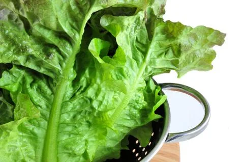 Leaf lettuce Stock Photos