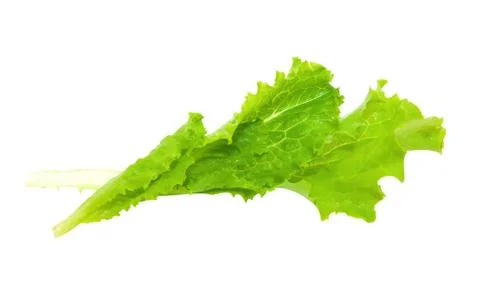 Leaf lettuce Stock Photos
