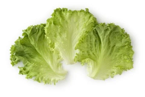 Leaf lettuce Foto stock