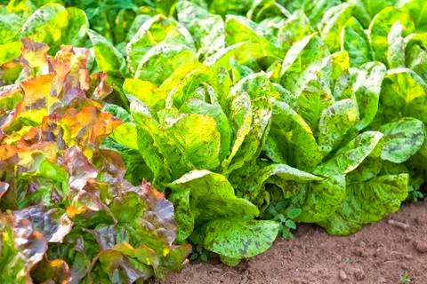 Leaf lettuce Stock Photos