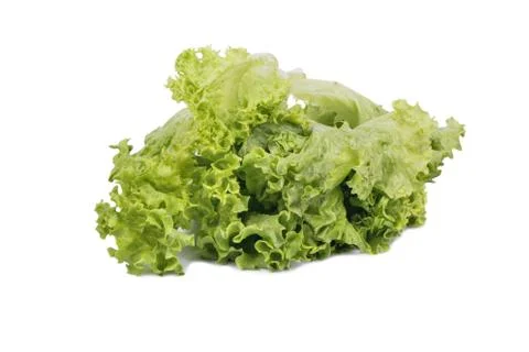 Leaf lettuce Stock Photos