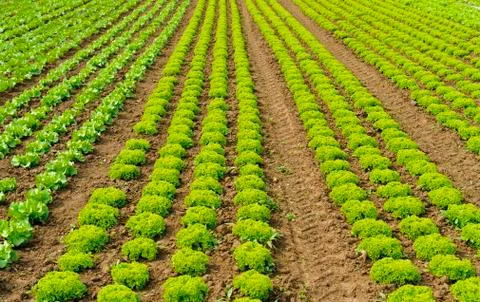 Leaf lettuce Stock Photos