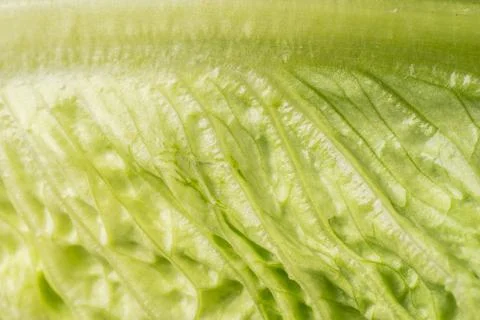 Leaf of lettuce Stock Photos
