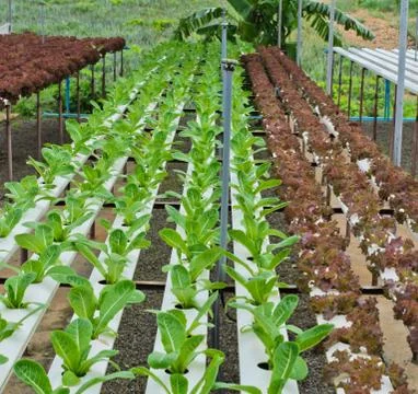 Leaf lettuce plantation Foto stock