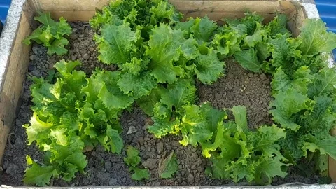 Leaf Lettuce swaying with the wind Stock Footage 155949268