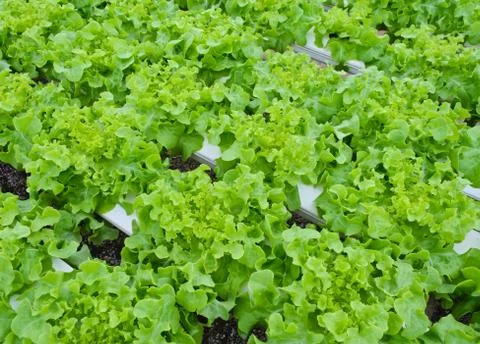 Leaf lettuce vegetable Stock Photos