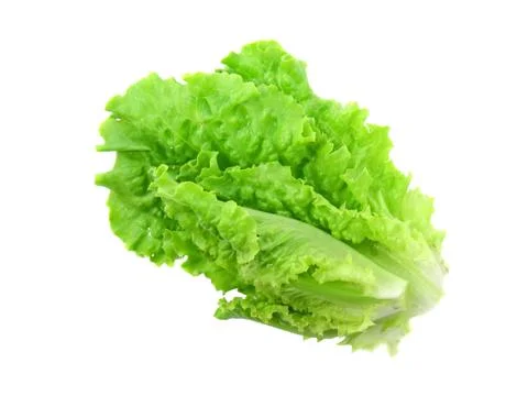 Leaf of lettuce on white background. Isolated Stock Photos