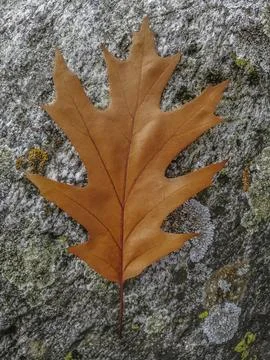The leaf lies on the stone. Leaf close-up Stock Photos