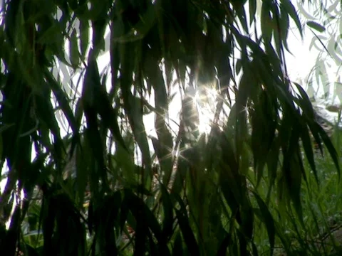 Leaf Light Stock Footage 490129