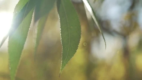 Leaf &amp; light 스톡 동영상 85438587