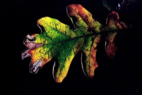 Leaf with light shinning through Foto stock