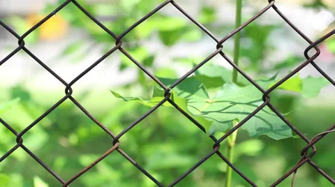 Leaf in the light wind Video stock 39712000