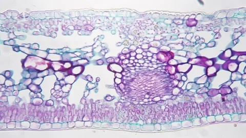 Leaf of Ligustrum lucidum in transversal section magnified under microscope in Stock Footage 204807014