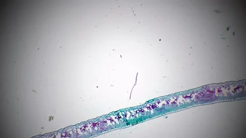 Leaf of Ligustrum lucidum in transversal section magnified under microscope in Stock Footage 209285364